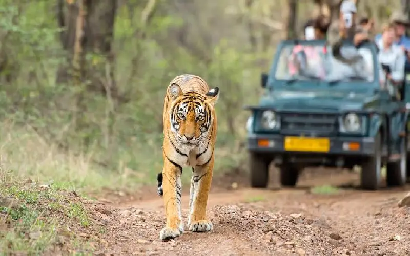 Best Luxury Wildlife Safari Experiences in India