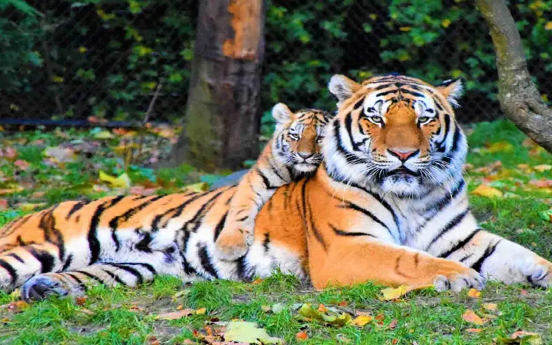 Best National Parks in India for Wildlife Photography