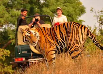 Best Wildlife Safari Tours in India: National Parks & Itinerary Guide