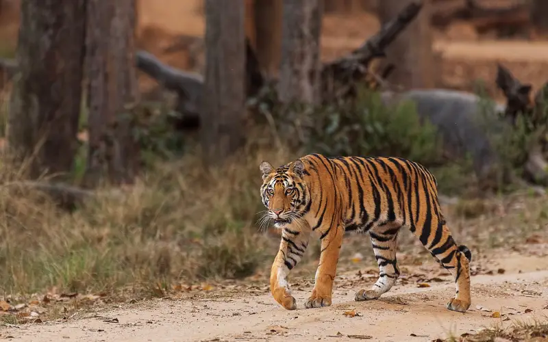 Wildlife Tour/Jungle Safari Packages in India – What They Offer?