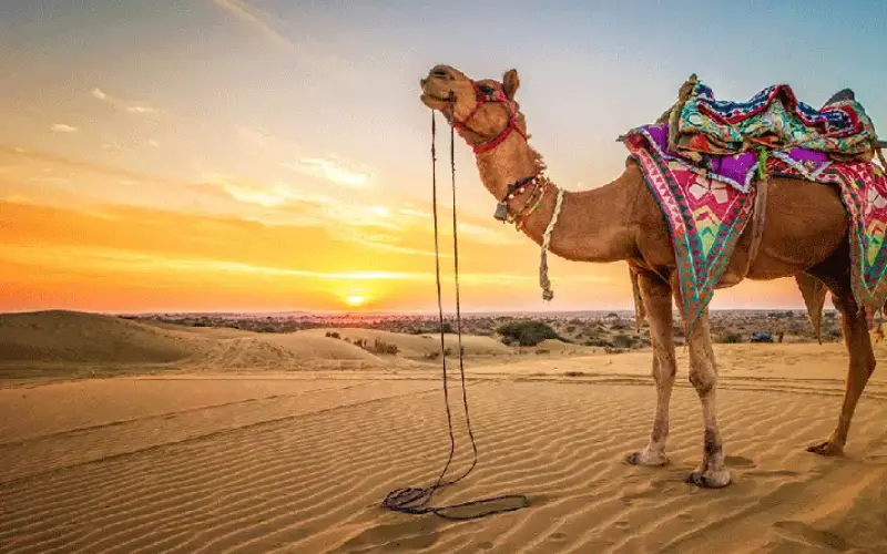The Best Rajasthan Tour Operators: Unlocking the Secrets of Golden Triangle Tour Packages in India
