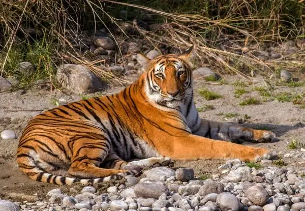 Jim Corbett National Park