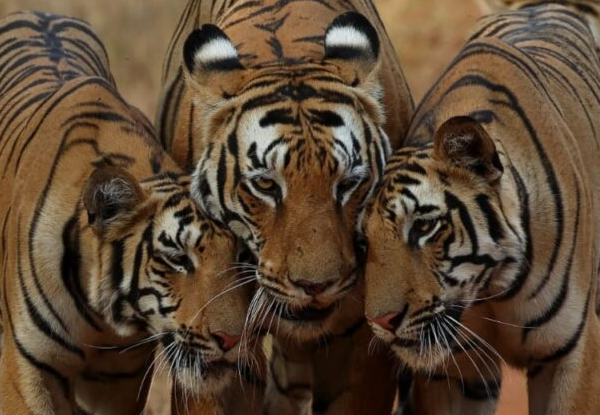 Tadoba National Park