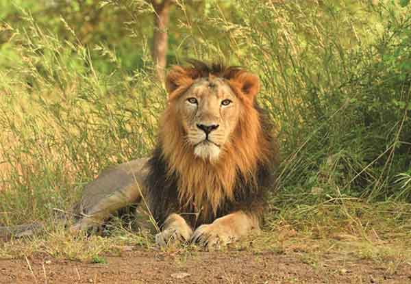 Sasan Gir