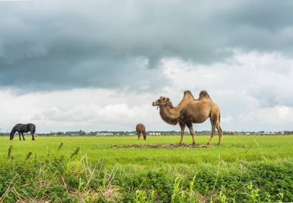 Camel breeding farm