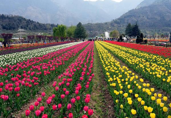 Tulip Garden