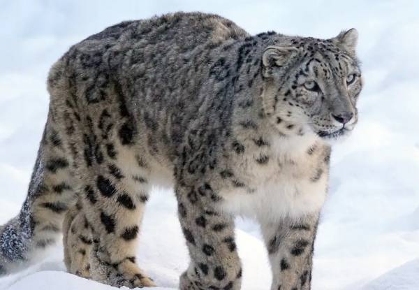 The Hemis Wildlife Sanctuary