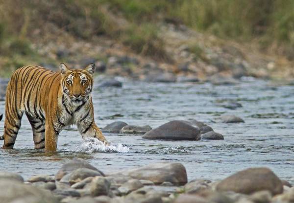 Jim Corbett