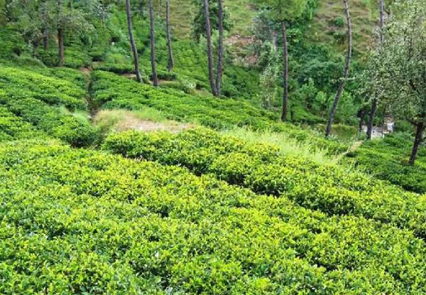 Kasauni Tea Estate