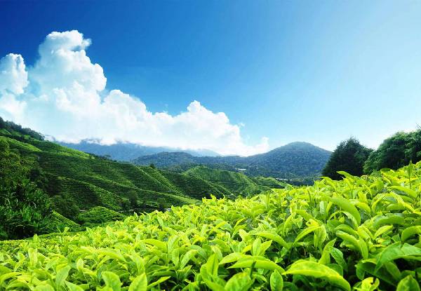 Tea and Tourism Festival