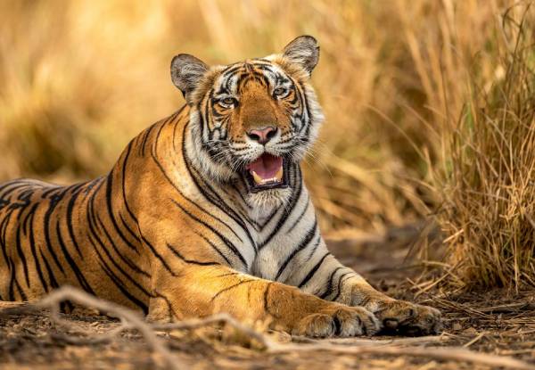 Anamalai Wildlife Sanctuary