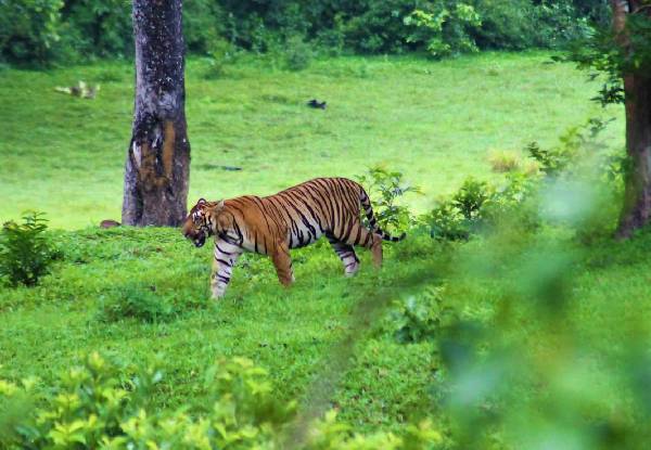 Periyar Tiger Reserve