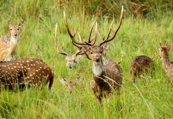 Wayanad Wildlife Sanctuary