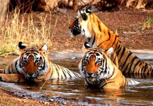 Khawnglung Wildlife Sanctuary