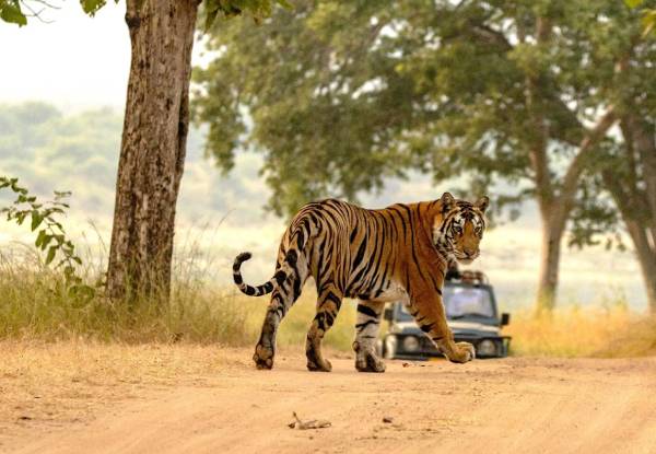 The National park of Panna