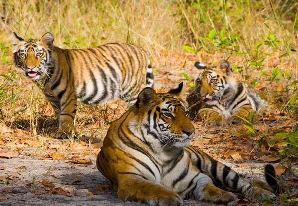 Bandhavgarh National Park