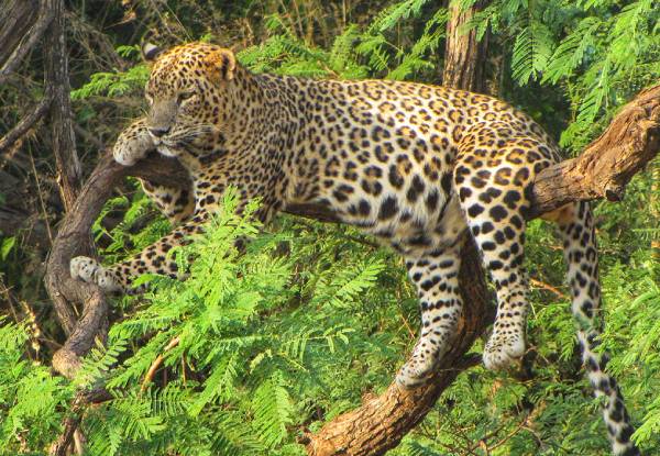 Barda Lion Sanctuary