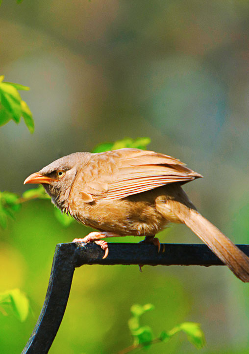Birdwatching in Assam