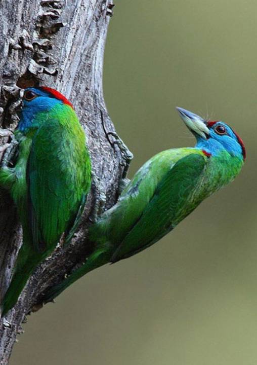 Birdwatching tour in the Kumaon Himalayas