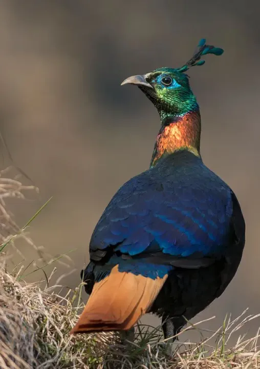 North East India Bird Watching Tour