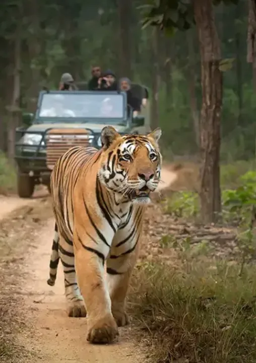 Golden Triangle Tour with the Wildlife of India