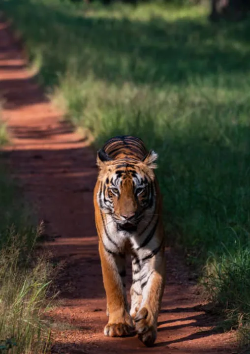 Kipling's Playground Tiger