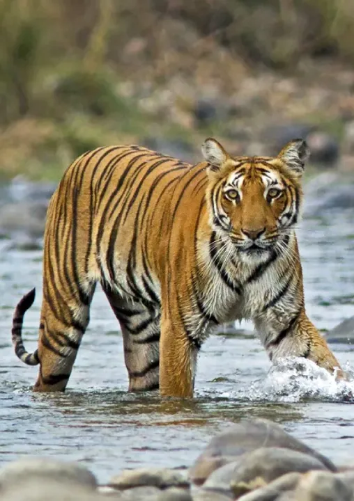 Golden Triangle with Ranthambore Tour