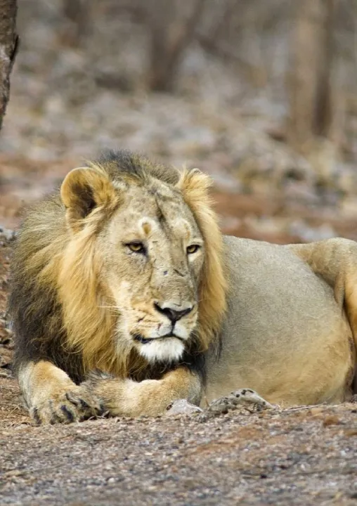 Wildlife and heritage tour of Gujarat