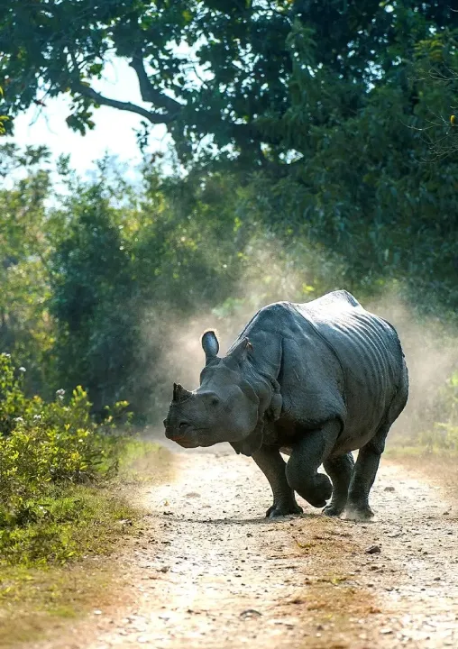 Kaziranga Wildlife Tour