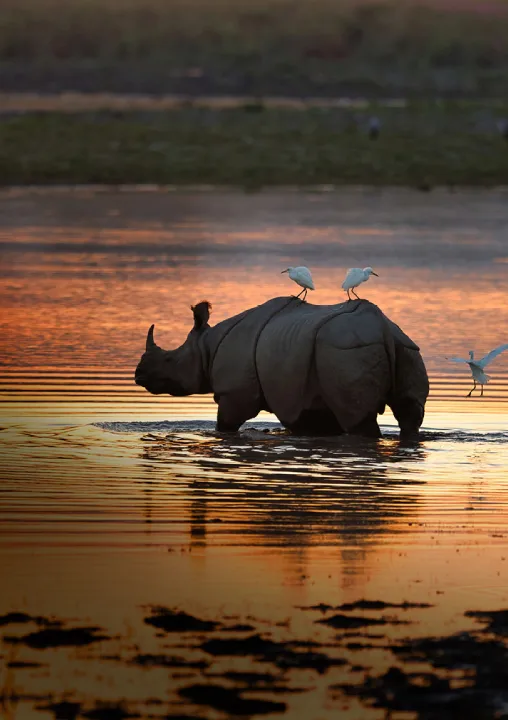 Nameri and Kaziranga wildlife tour