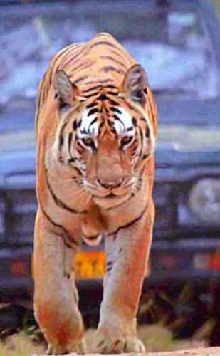 Wildlife and Tribal Experience Tour of India