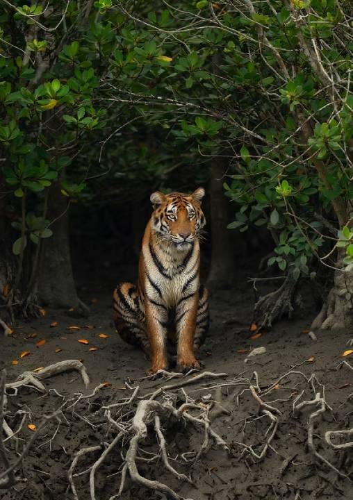 Sunderban Wildlife Tour
