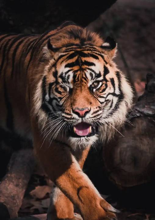 The Tiger of the Kipling Playground