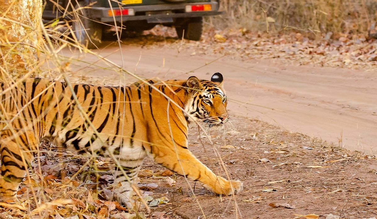 Luxury Tiger Safari Tour India