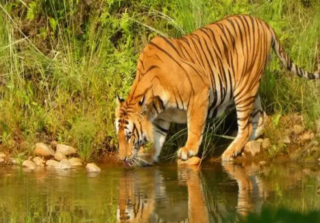 Chitwan National Park Safari Tour