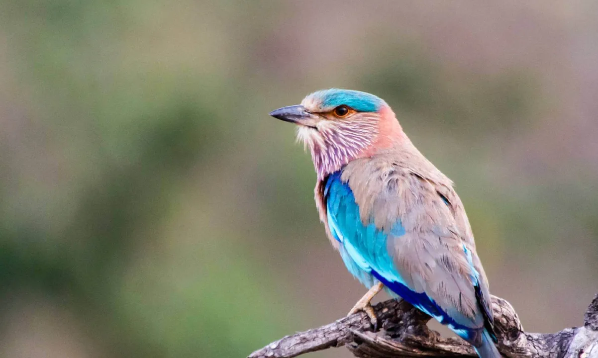Jim Corbett’s Bird Watching Tour