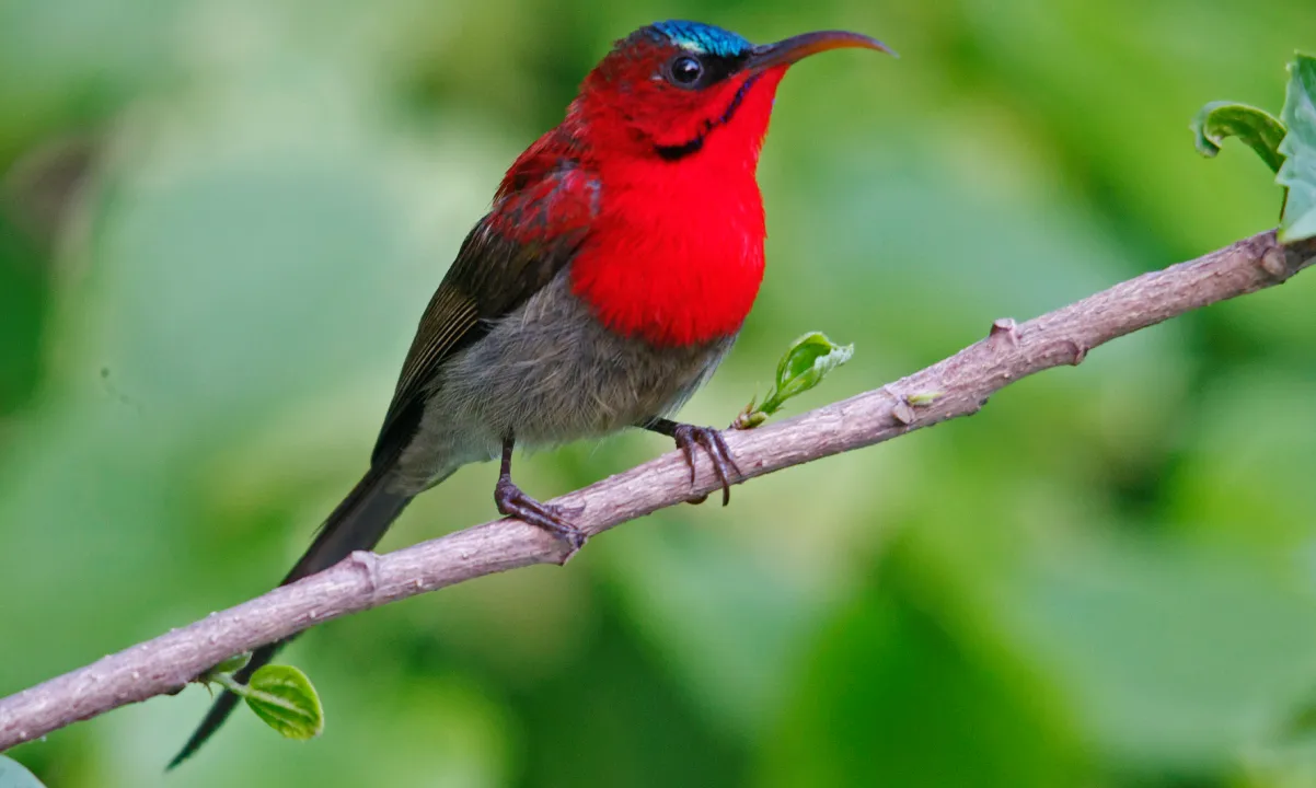 Jim Corbett’s Bird Watching Tour