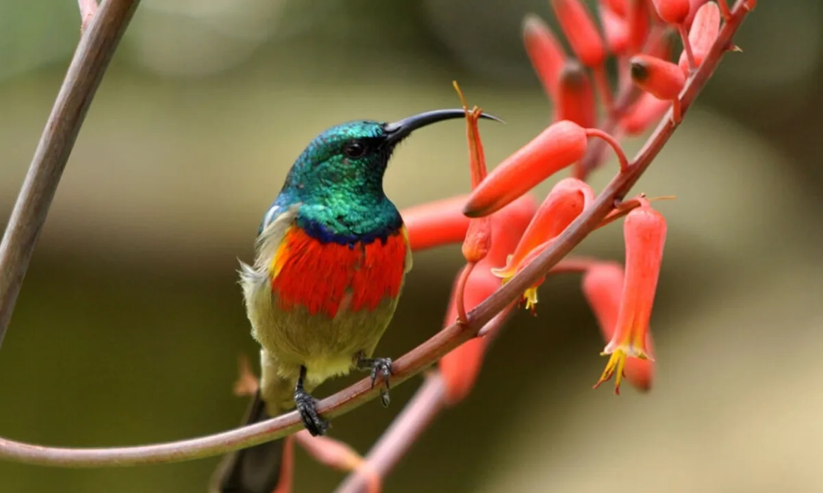 Jim Corbett’s Bird Watching Tour