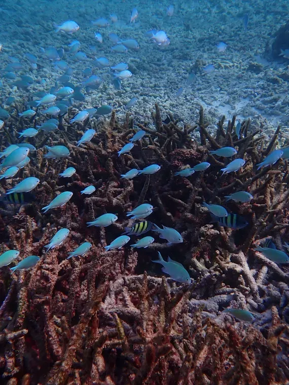 Lakshadweep Coral Island Adventure Tour