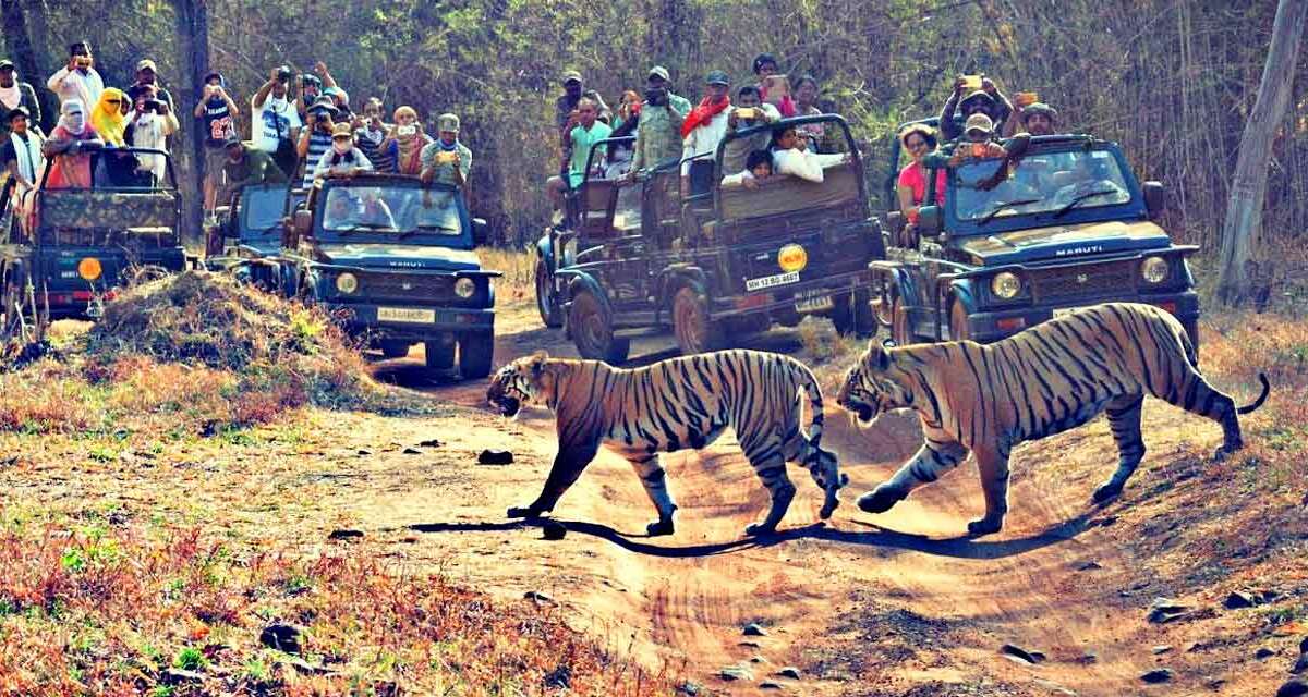 Nagpur to Tadoba National Park