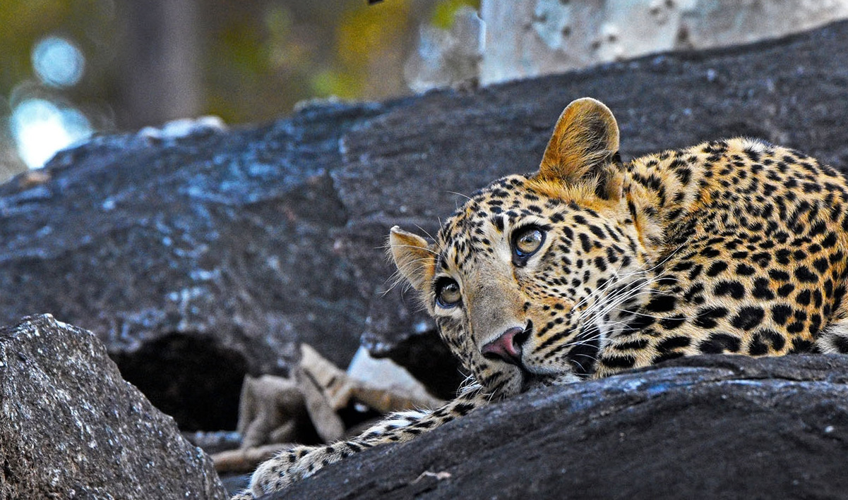 Nagpur to Tadoba National Park