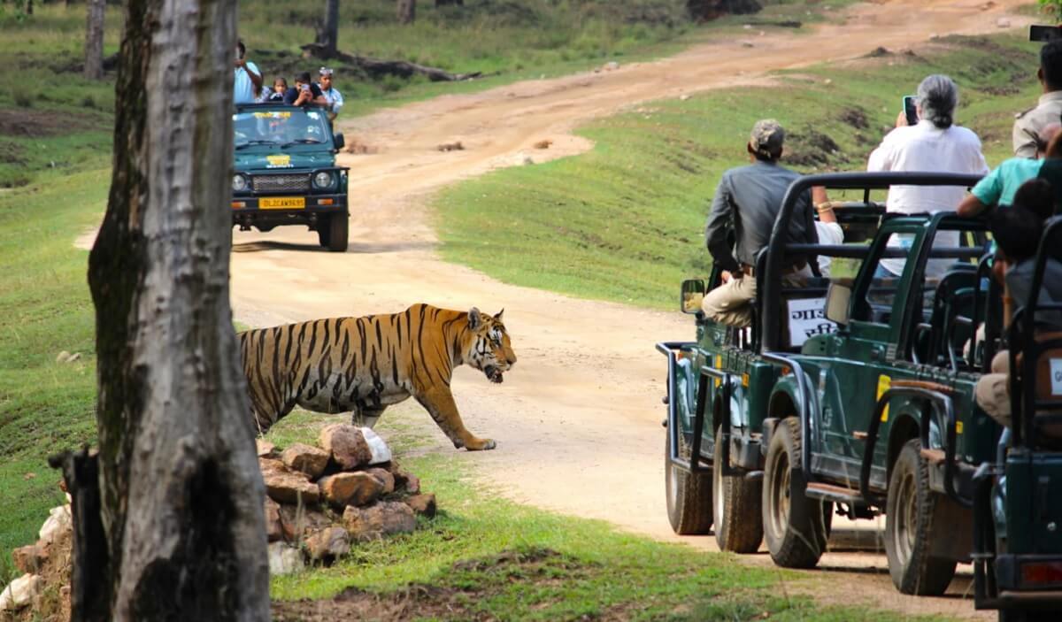Pench National Park Safari Tour