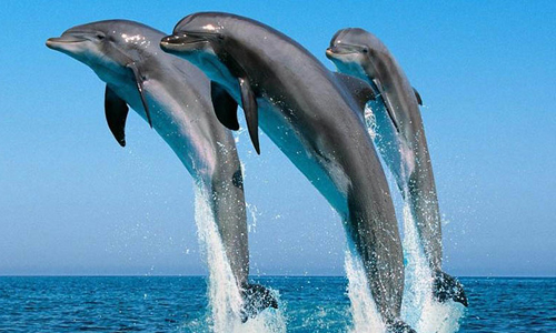 Chilika Lake Dolphin Tour