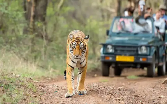Best Luxury Wildlife Safari Experiences in India