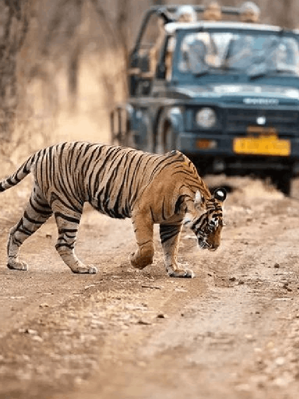 Wildlife & Ecology