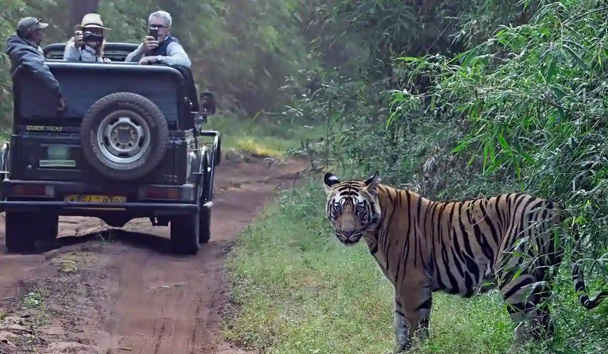 Jim Corbett Wildlife Safari Tour