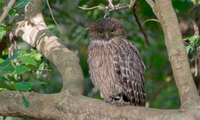Birdwatching tour in the Kumaon Himalayas