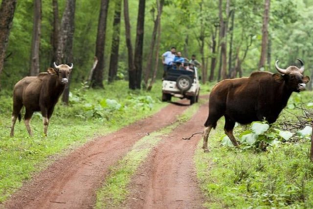 Central India Tiger Safari Tour