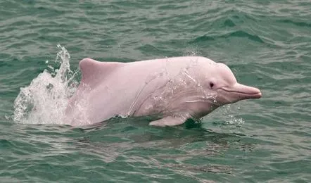 Chilika Lake Dolphin Tour
