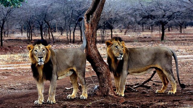 Gir Lion Safari Tour